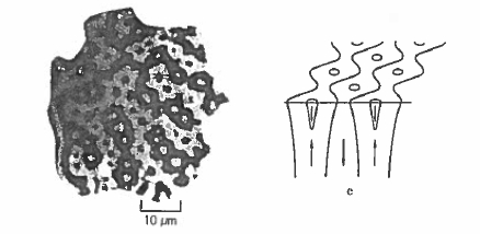 Kerr effect micrographs